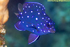 damselfish